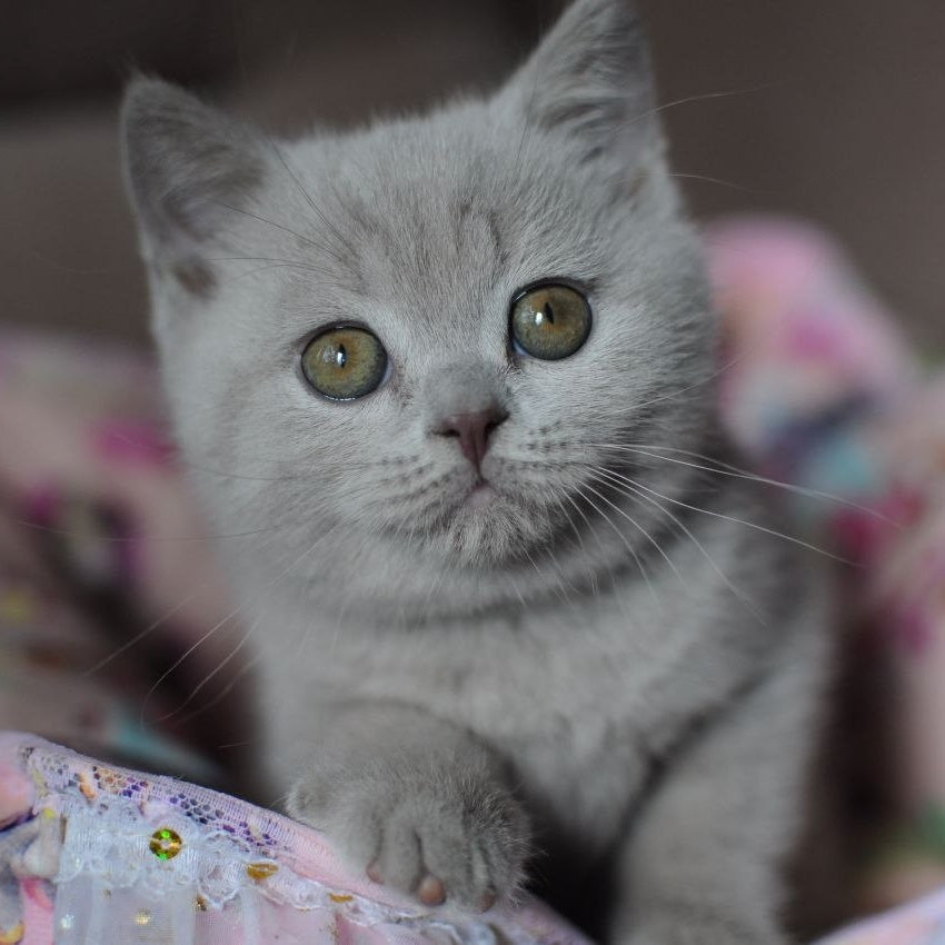 Twix British Shorthair male, lilac
