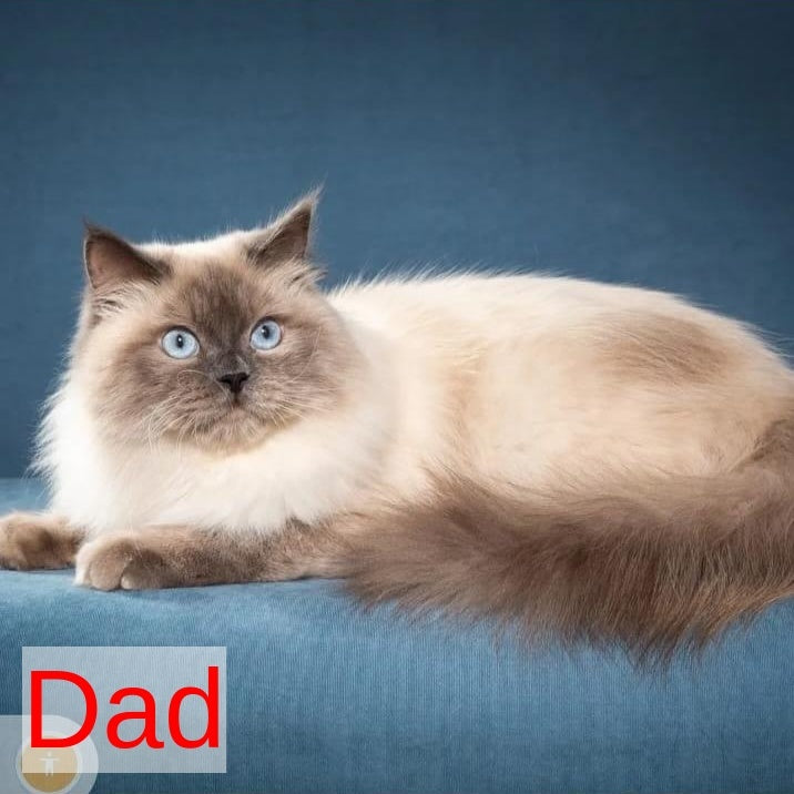 Orion Siberian male, red tabby pointed