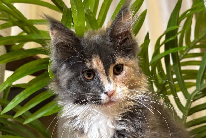 Gia Maine Coon female, blue tortie bicolour