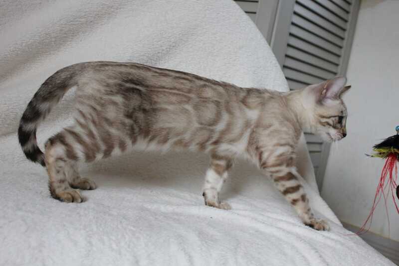 Vakula Bengal female, black spotted tabby pointed