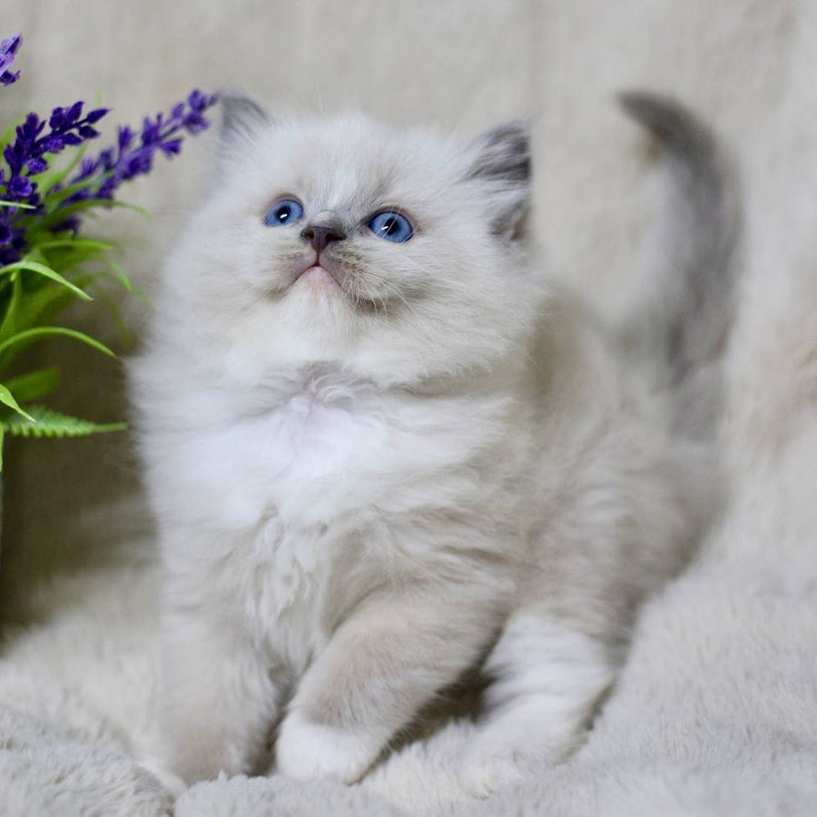 Roddy Ragdoll male, blue mitted