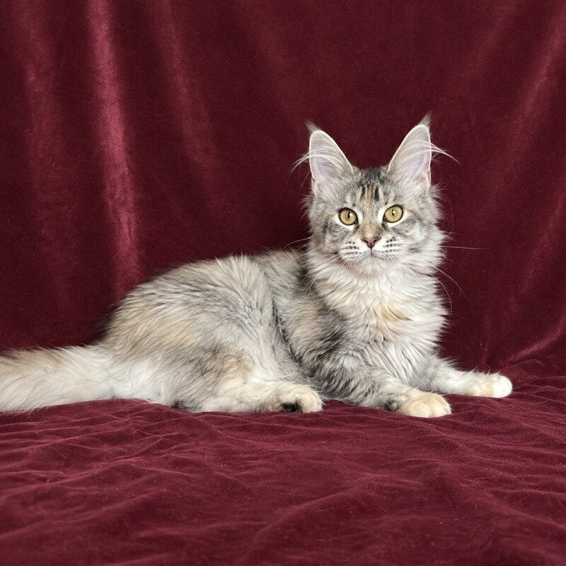 Gemma Maine Coon female, black tortie silver ticked tabby