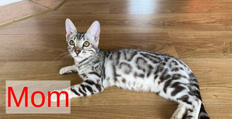 Henly Bengal male black spotted tabby pointed - live animals