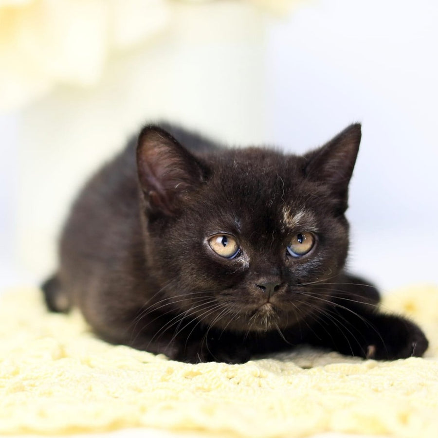Yarina British Shorthair female, black tortie