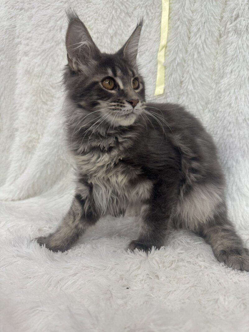 Freya Maine Coon female, blue tabby