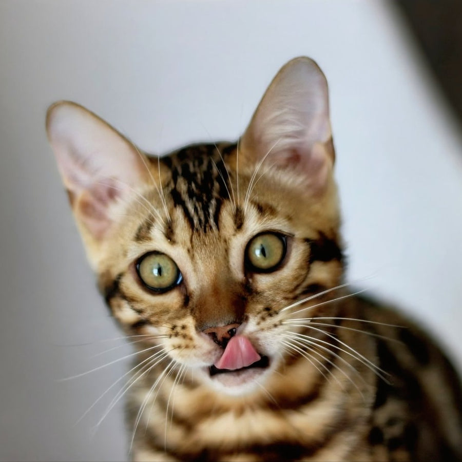 Romeo Bengal male, black spotted tabby