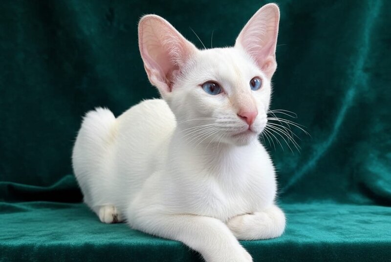 Elton Siamese male, cream tabby