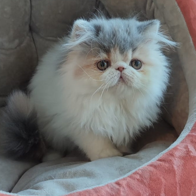Chamomile Persian female, blue tortie bicolour