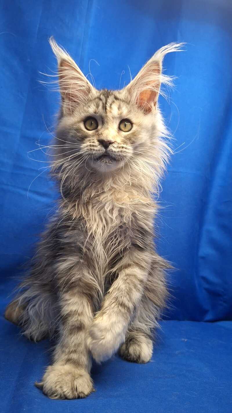Linda Maine Coon female, black tortie silver tabby