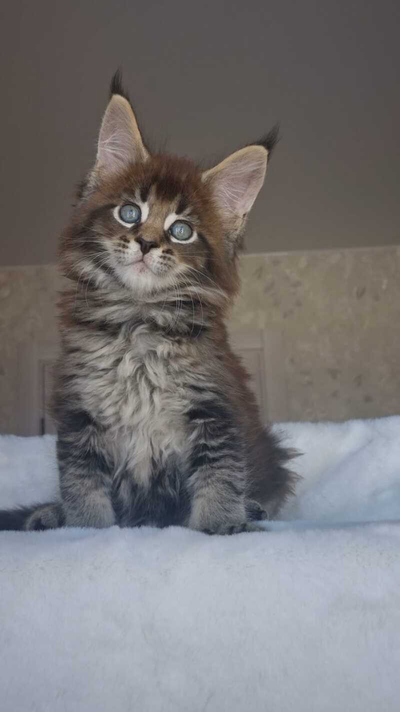 Leopold Maine Coon male black ticked tabby live animals
