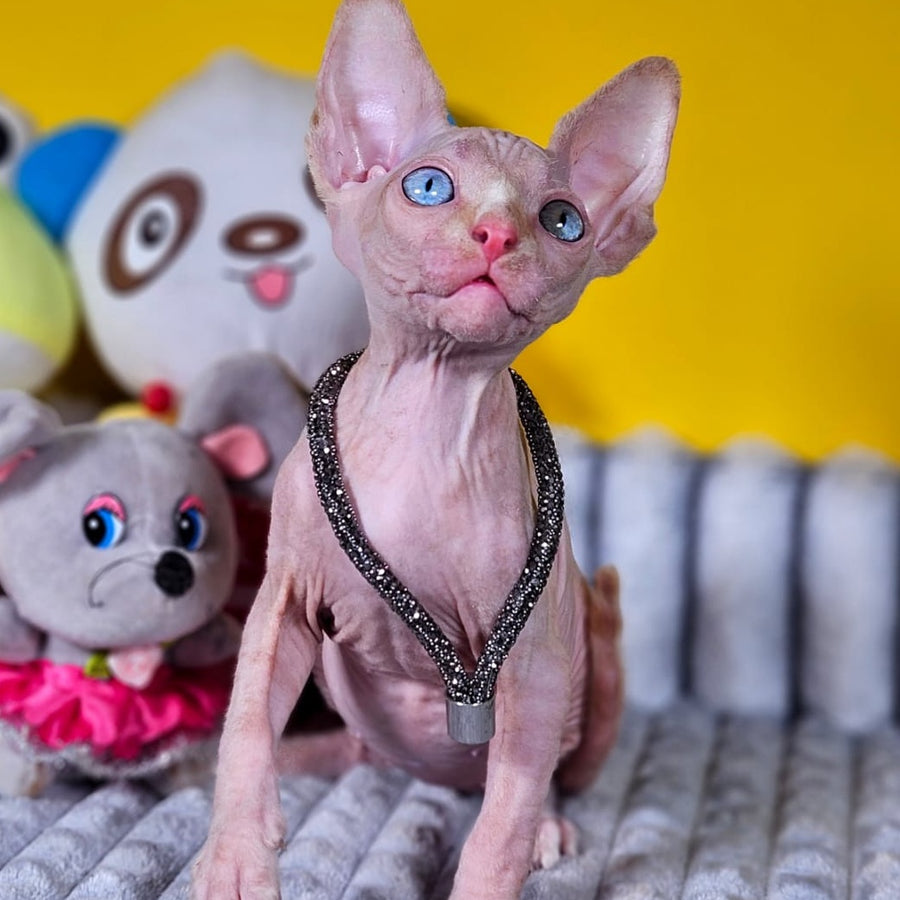 Pharaoh Canadian Sphynx male, red tabby