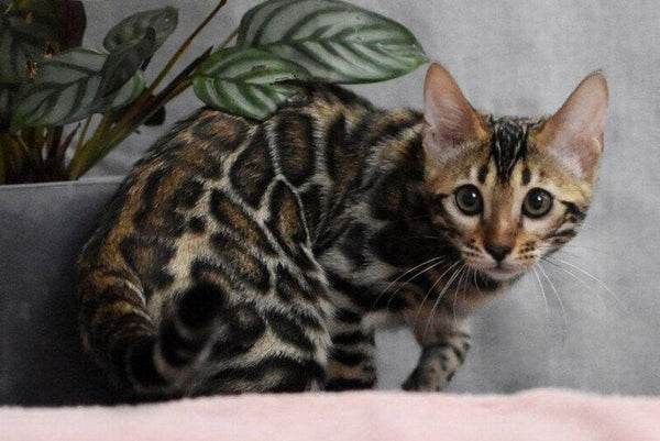Gera Bengal male black spotted tabby - live animals