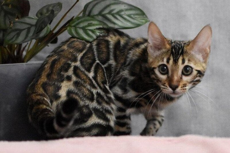 Gera Bengal male black spotted tabby - live animals