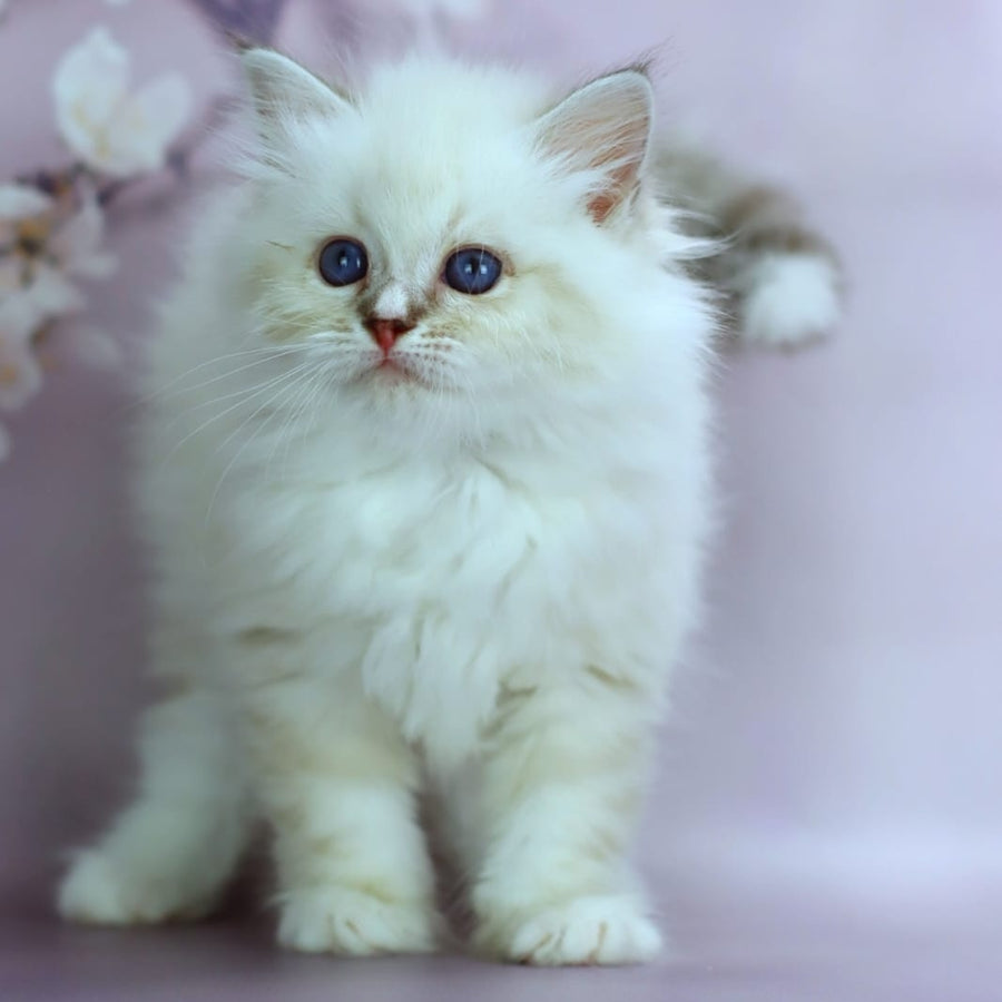 Gala Siberian female, black silver with white tabby pointed