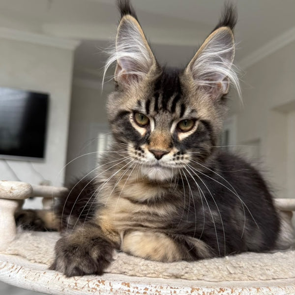 Kazanova Maine Coon male, black tabby
