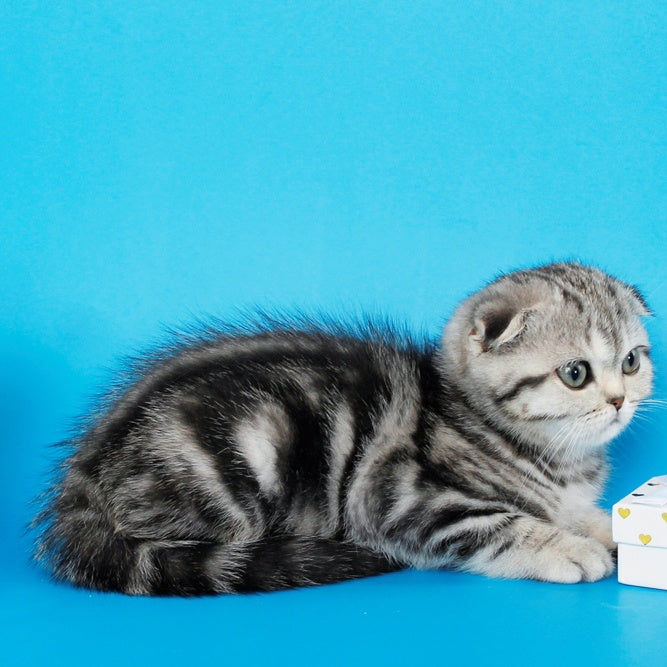 Zhizel Scottish Fold female, black silver tabby