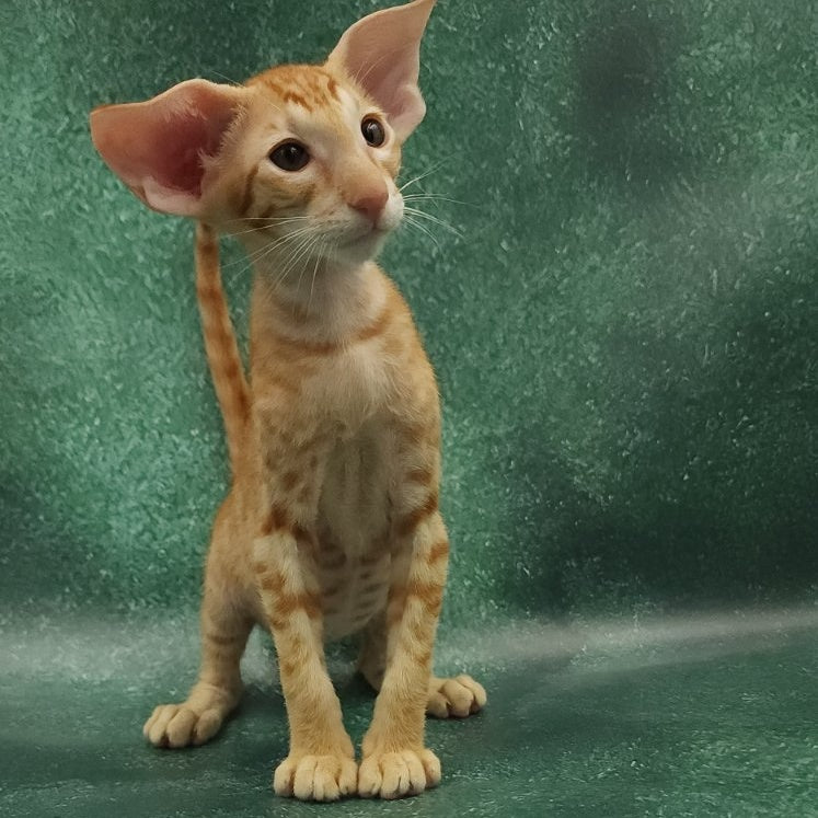 Zаnder Oriental Shorthair male, red spotted tabby