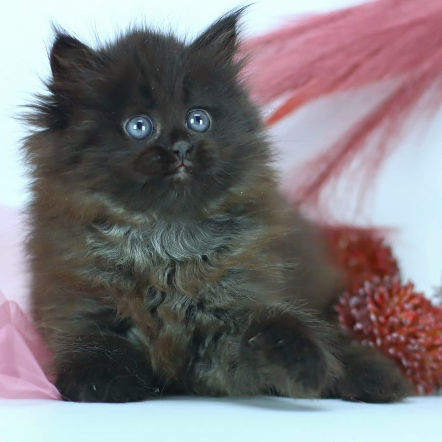 Hugo Boss Persian male, black