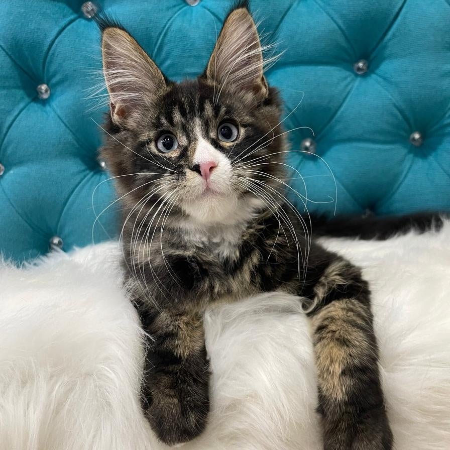 Urkhon Maine Coon male, black tabby with white