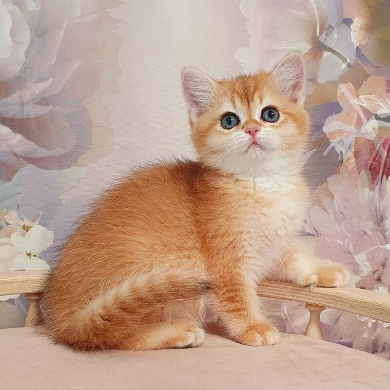 Tryufel'ka British Shorthair female, black golden chinchilla