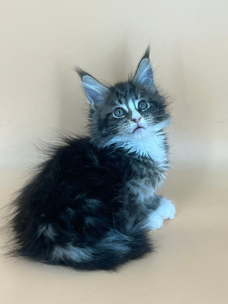 Bershka Maine Coon female, black tortie tabby bicolour