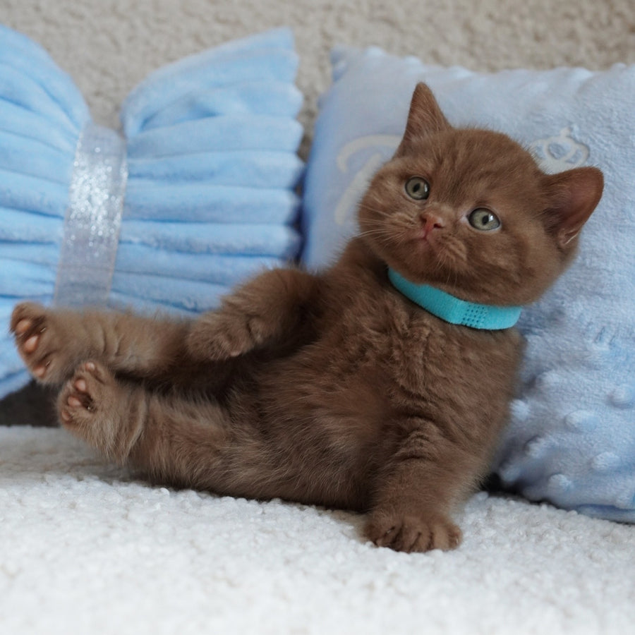 Ugo British Shorthair male, cinnamon