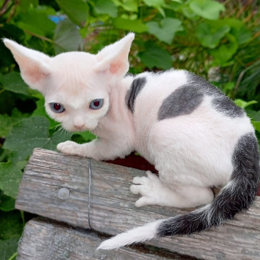 Piero Devon Rex male, black harlequin