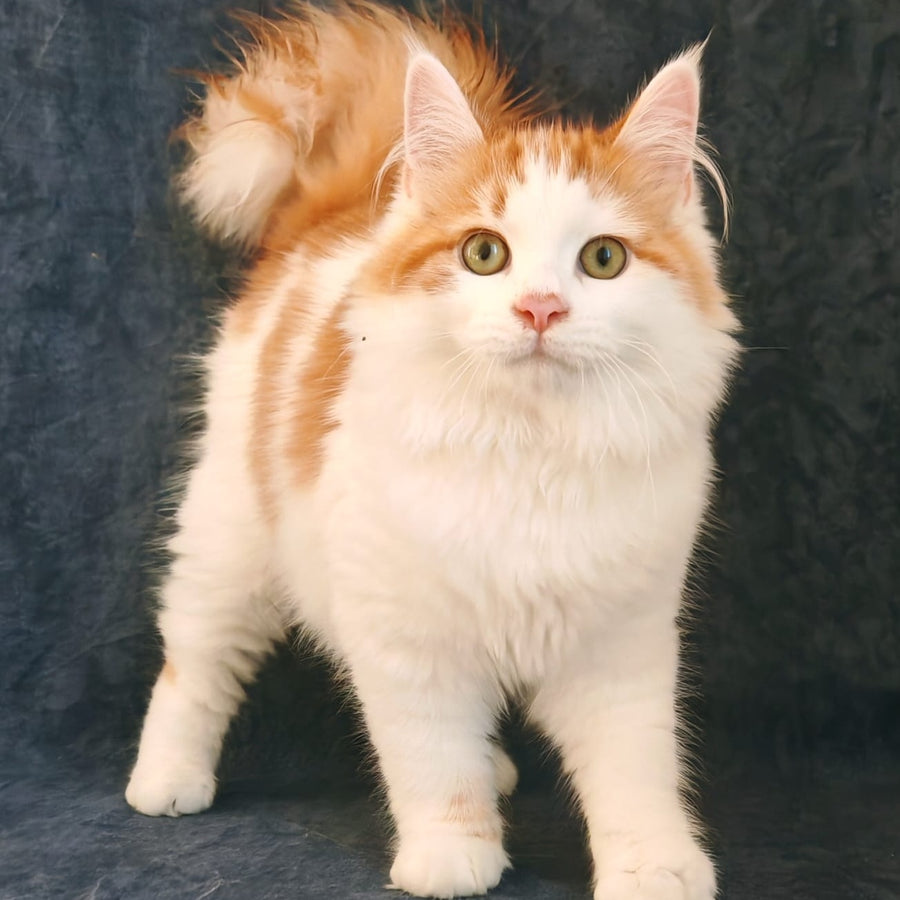 Ponchik Siberian male, red harlequin spotted tabby