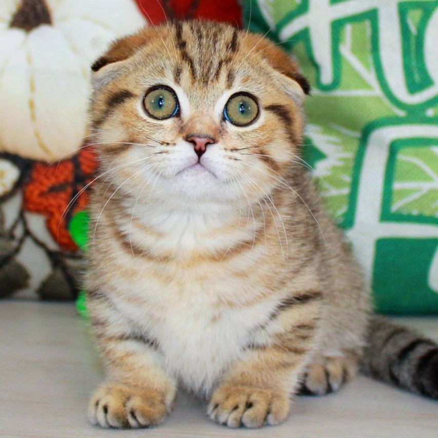 Marcus Munchkin male, chocolate golden spotted tabby