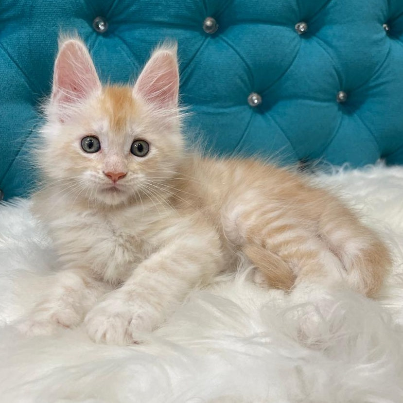 Timofey Maine Coon male, red silver
