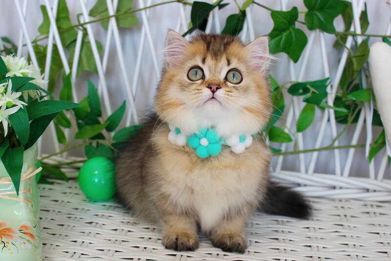 Calvin Munchkin male, chocolate golden ticked tabby