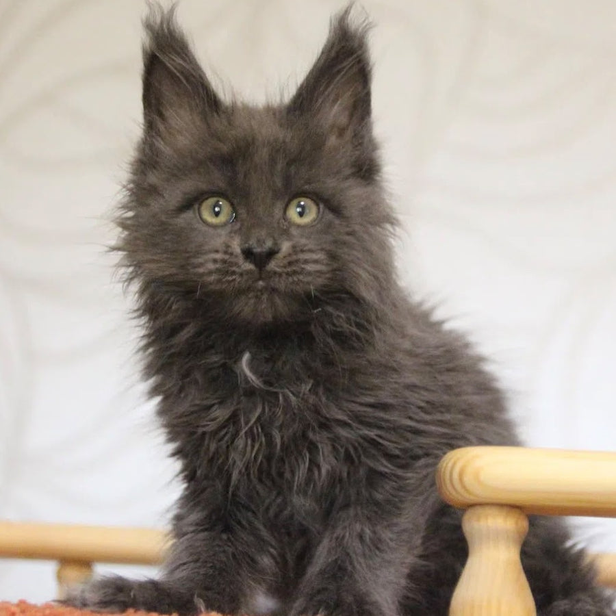 Randy Maine Coon male, blue with white