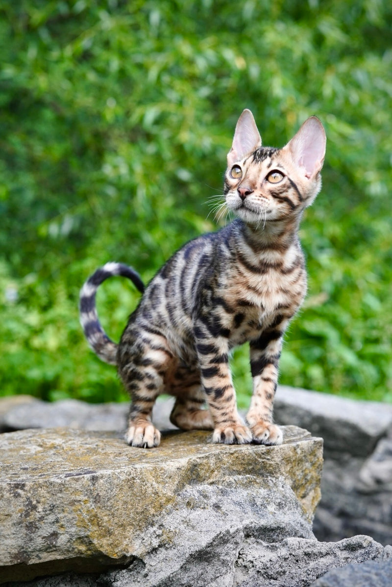 Mokko Bengal male black spotted tabby - live animals