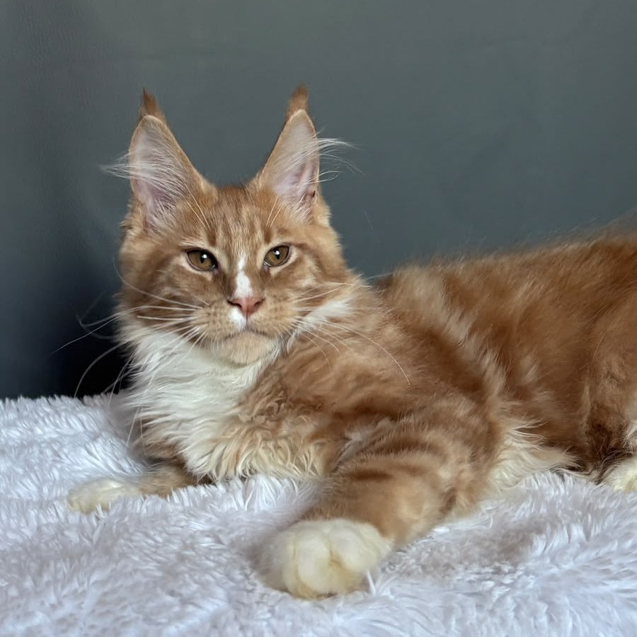 Charlie Maine Coon male, cream bicolour