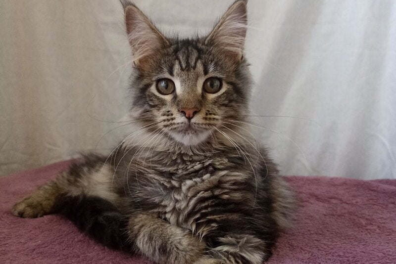 Yara Maine Coon female, black silver tabby