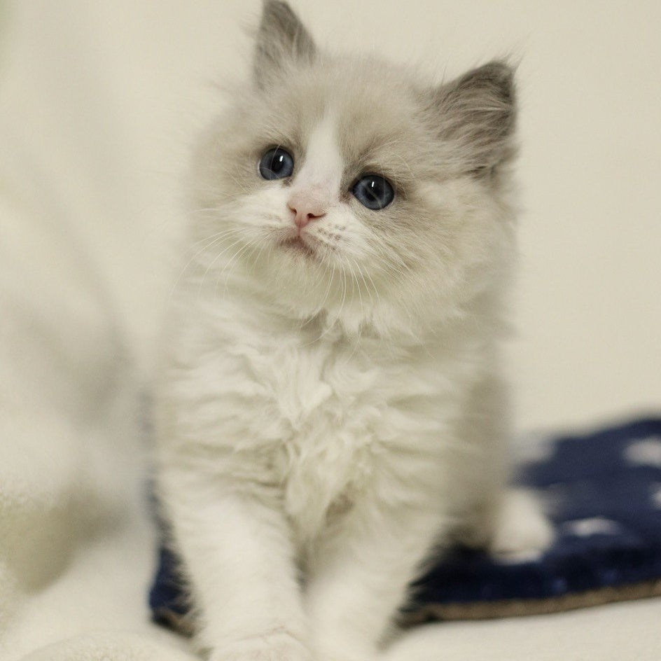 Yasmin Ragdoll female, blue bicolour