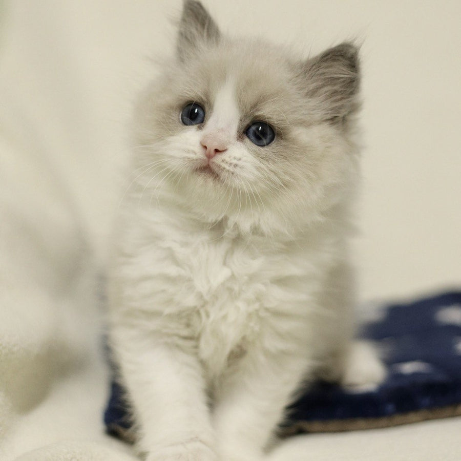 Yasmin Ragdoll female, blue bicolour