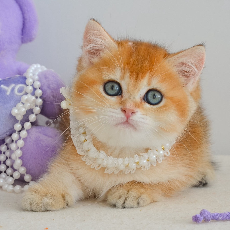 Iona British Shorthair female, black golden shaded