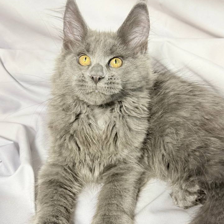 Fablette Maine Coon polydactyl 6x6x6x6 female, blue silver with white