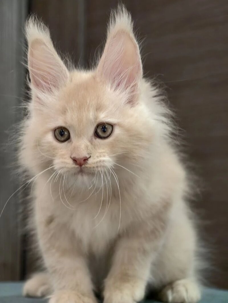 Denni Maine Coon male, cream