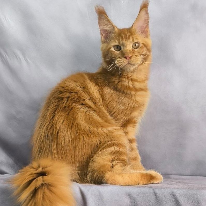 Hermes Maine Coon male, red