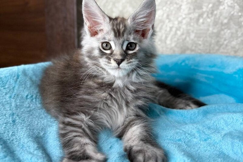 Zlata Maine Coon female, black silver ticked tabby