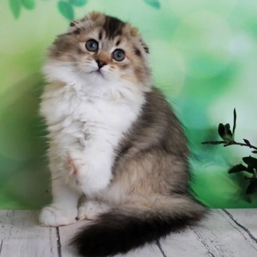 Irma Scottish Fold female, black golden ticked tabby bicolour