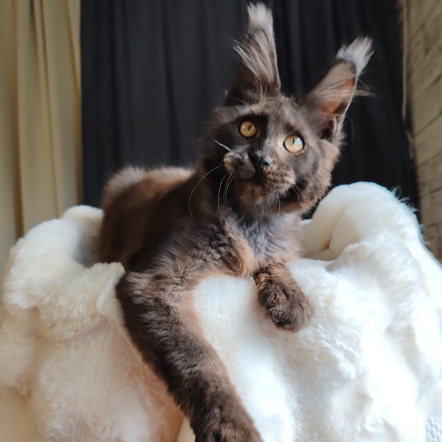 Sharhan Maine Coon male, black silver