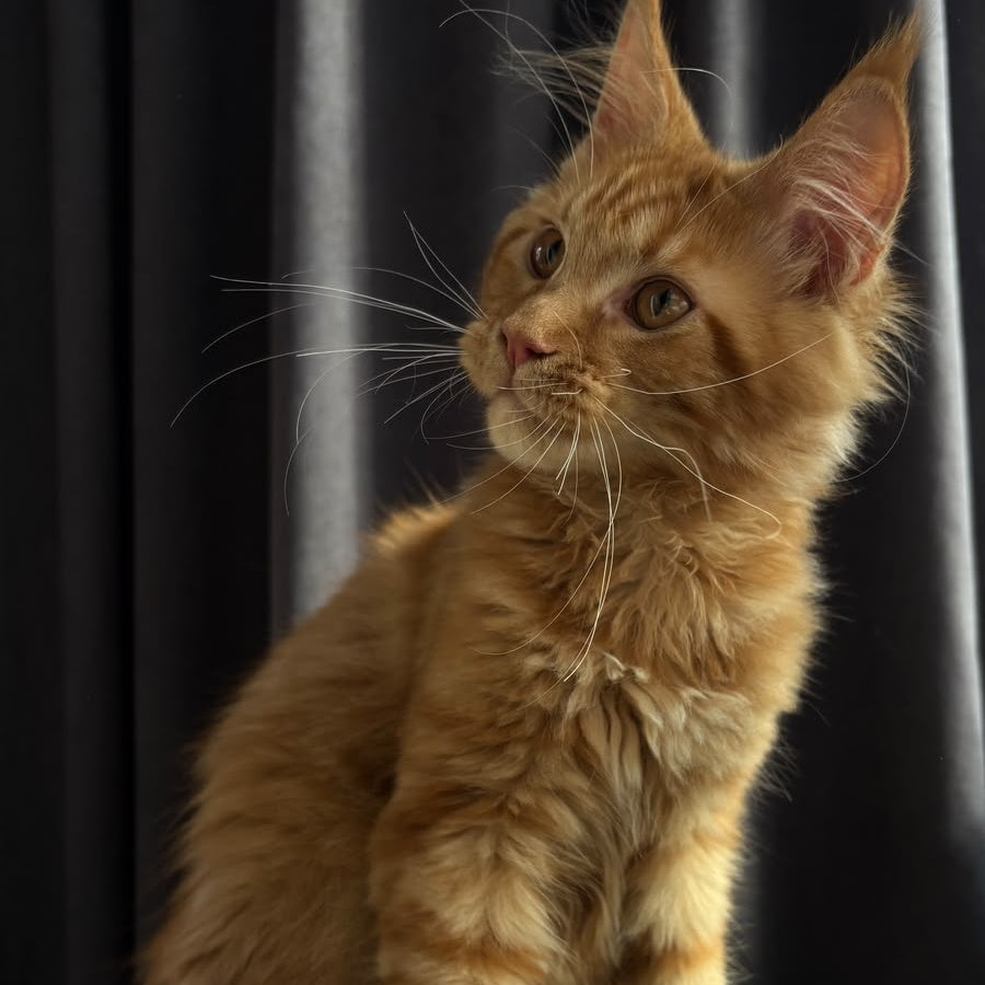 Iggy Maine Coon male, red