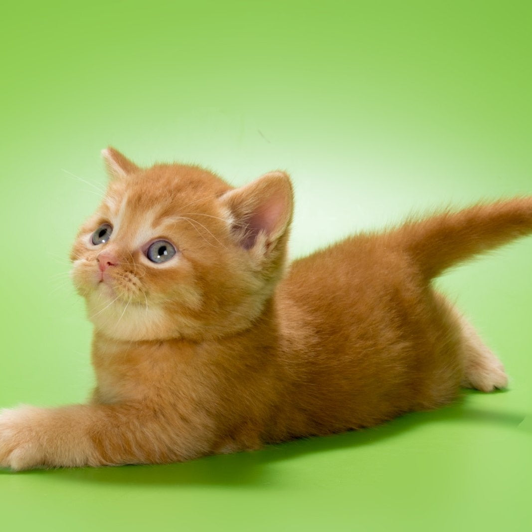 Maestro British Shorthair male, red