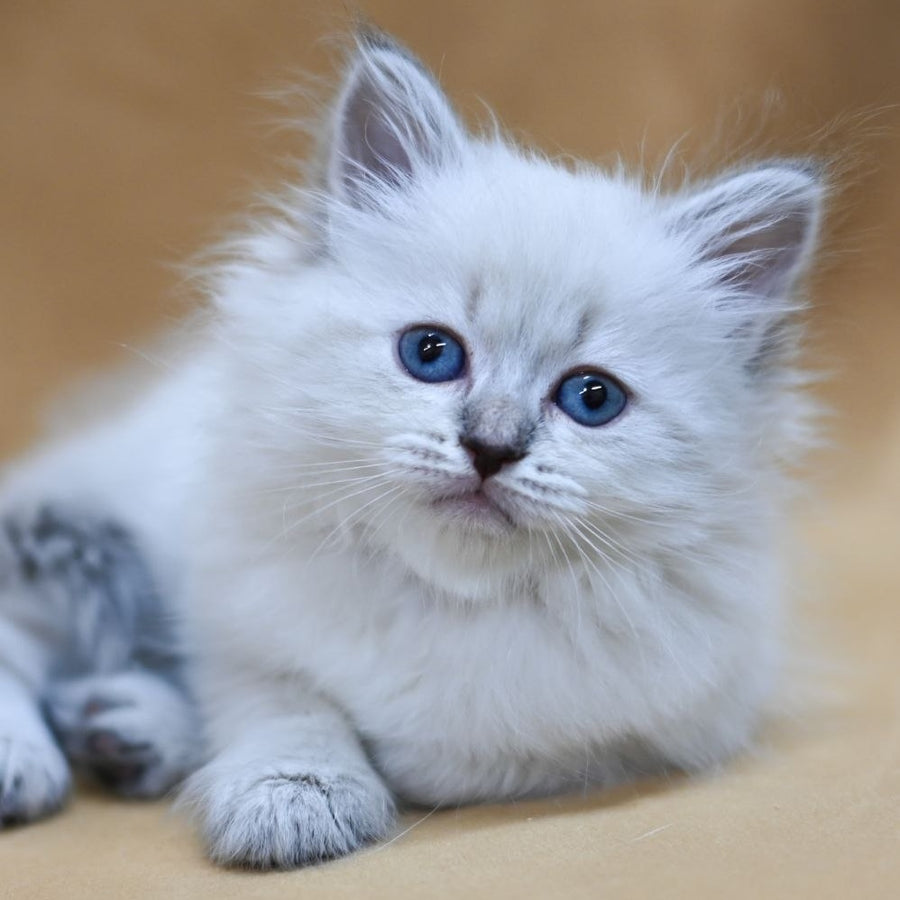 Gloriya Neva Masquerade female, blue tabby pointed