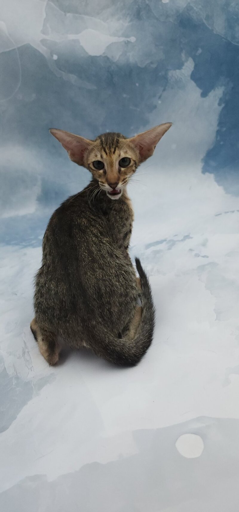 Odette Oriental Shorthair female, black spotted tabby
