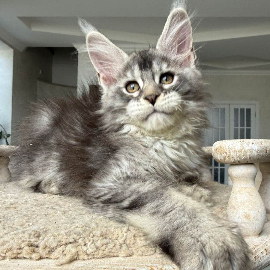 Jana Maine Coon female, black silver ticked tabby