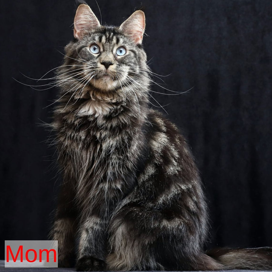 Robson Maine Coon male, black tabby bicolour